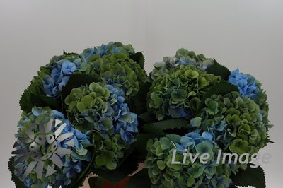 <h4>Hydrangea elbtal classic</h4>