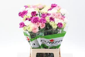 <h4>Di St Rainbow Pastel</h4>
