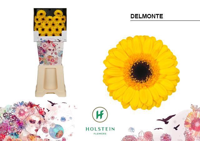 <h4>Germini diamond delmonte</h4>