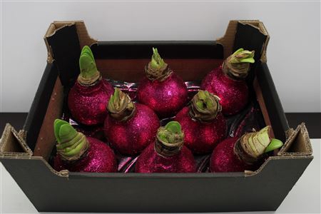 <h4>Amaryllis Fuccia Topline</h4>