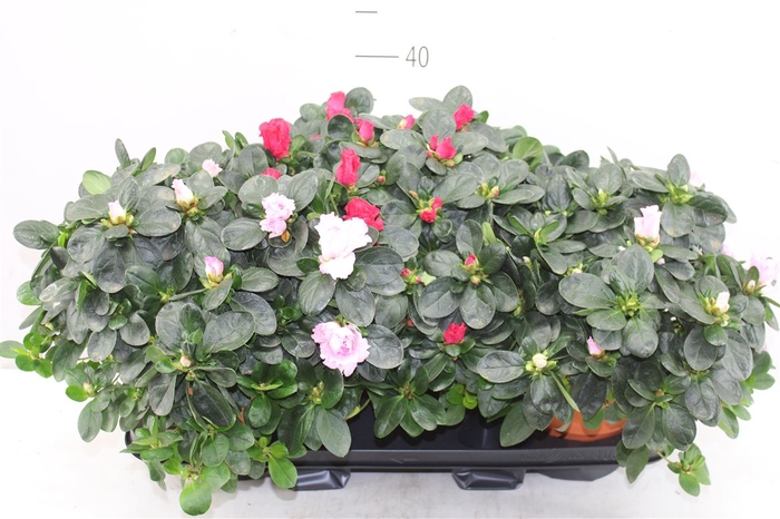 <h4>Rhododendron Si Gemengd Terra Cotta</h4>