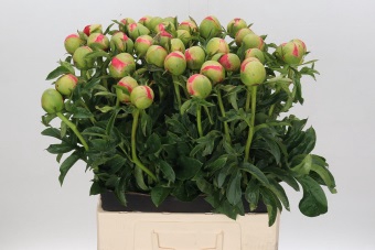 <h4>Paeonia coral sunset</h4>
