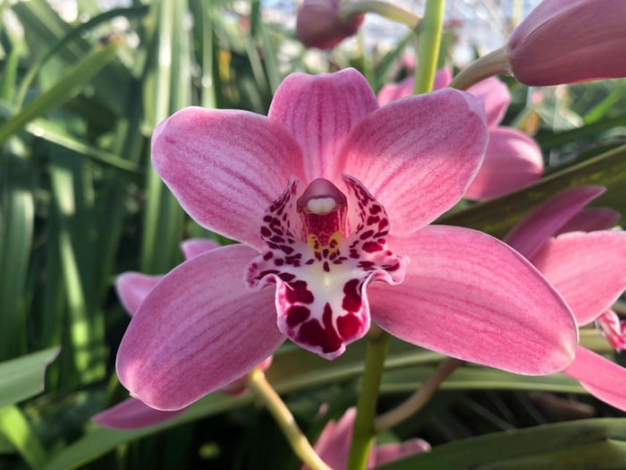 <h4>Minicymbidium rinco claris</h4>