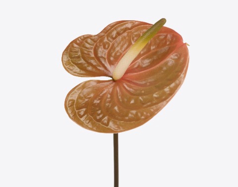 <h4>Anthurium prestige</h4>