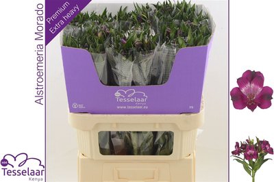 <h4>Alstroemeria morado</h4>