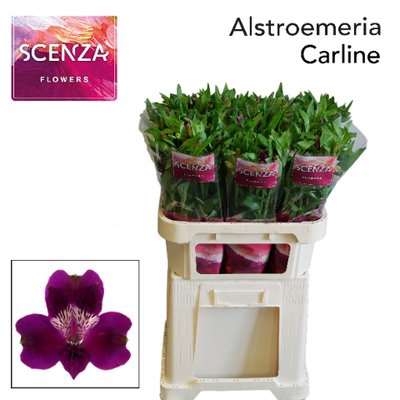 <h4>Alstroemeria carline</h4>