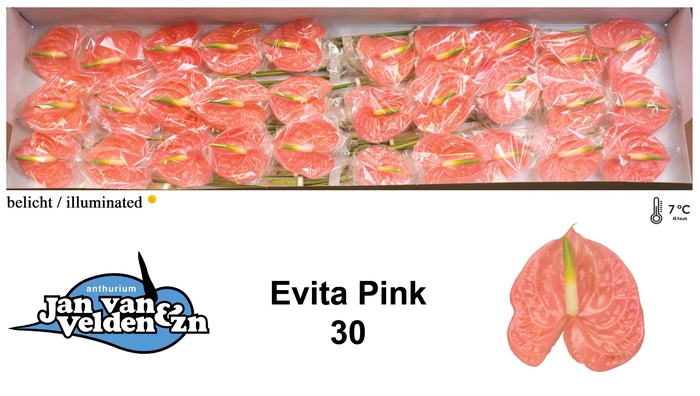 <h4>Evita Pink 30</h4>