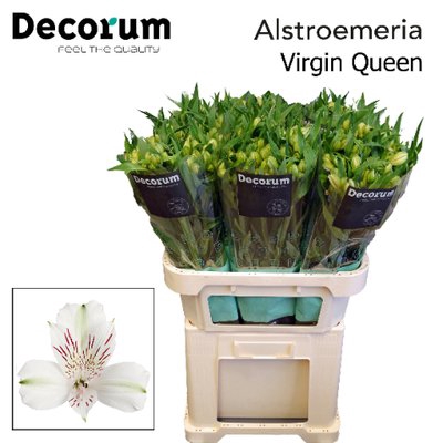 <h4>Alstroemeria virgin queen</h4>