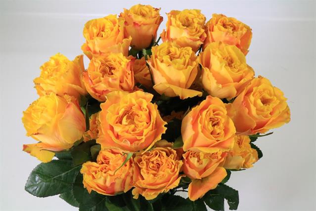 <h4>Rosa ec orange reeva</h4>