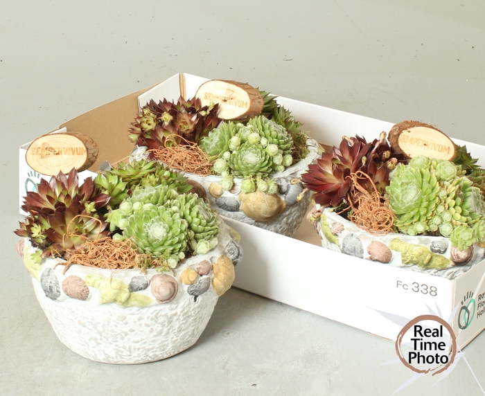<h4>ARR SEMPERVIVUM</h4>
