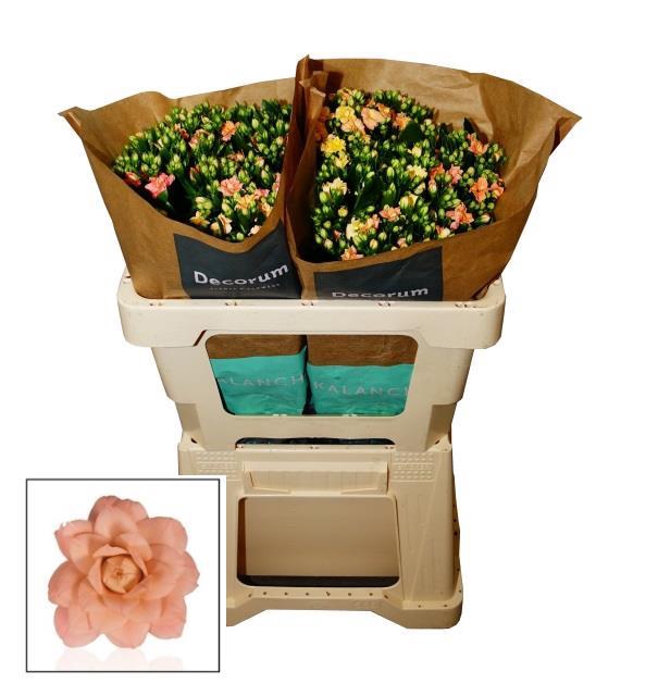<h4>Kalanchoe diamond salmon</h4>