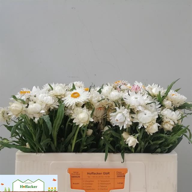 <h4>Helichrysum white</h4>