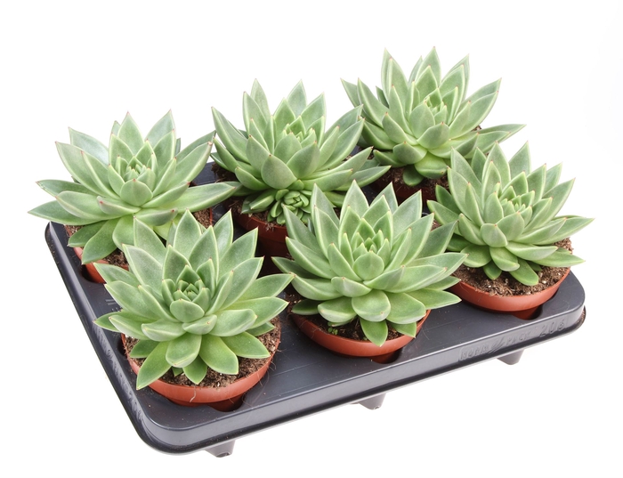 <h4>Echeveria  'Miranda'</h4>