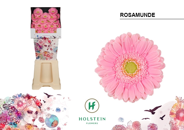 <h4>Germini diamond rosamunde</h4>