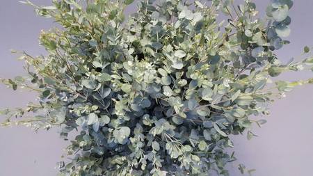 <h4>Leaf eucalyptus gunni per bunch</h4>
