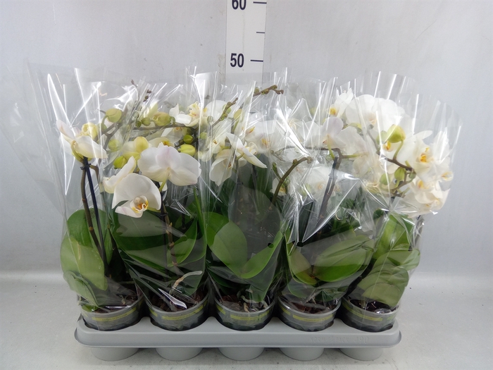 <h4>Phalaenopsis Multi. ...white</h4>