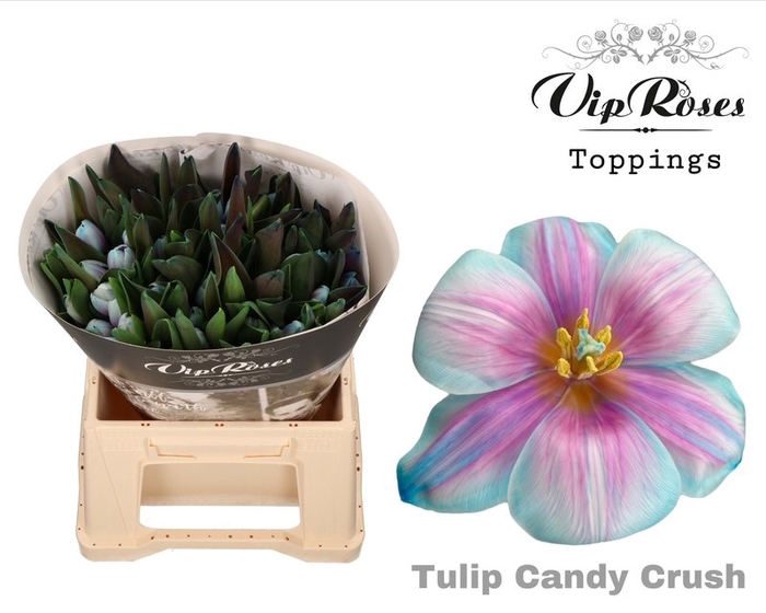 <h4>Tulipa si paint candy crush</h4>