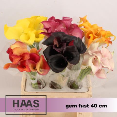 <h4>Zantedeschia mix in bucket</h4>