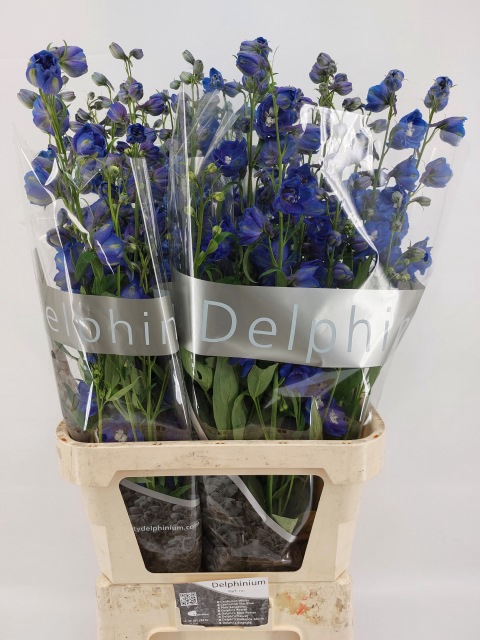 <h4>Delphinium do delphi's blue</h4>