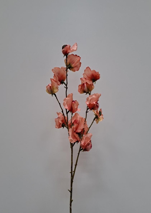 <h4>Af Lathyrus L84cm Peach</h4>