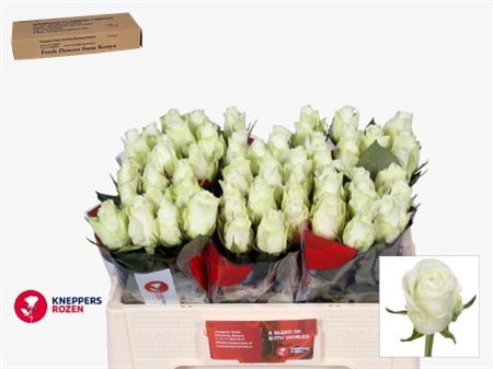 A&Z Flowers Webshop