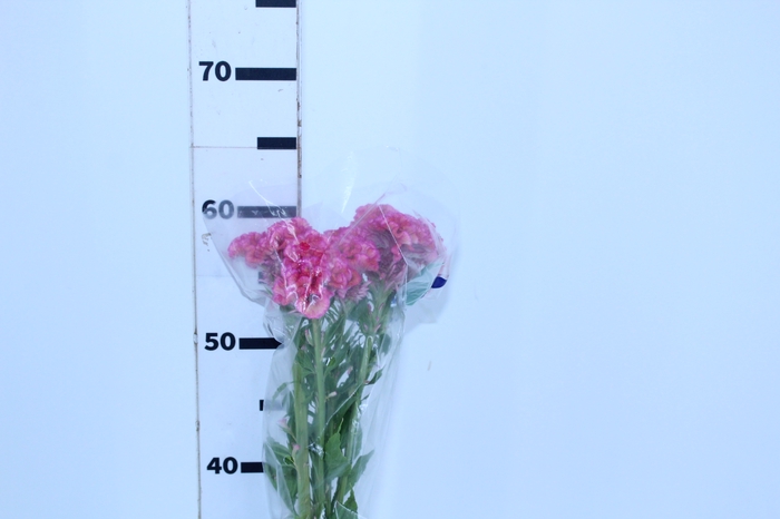 <h4>CELOSIA ROSE CHIEF 060 CM ROSA</h4>