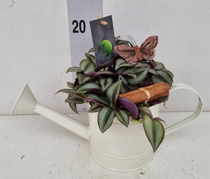 <h4>Planten ..in Schaal L%</h4>