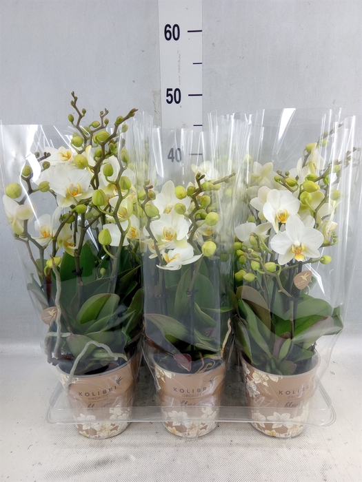 <h4>Phalaenopsis Multi. ...white</h4>