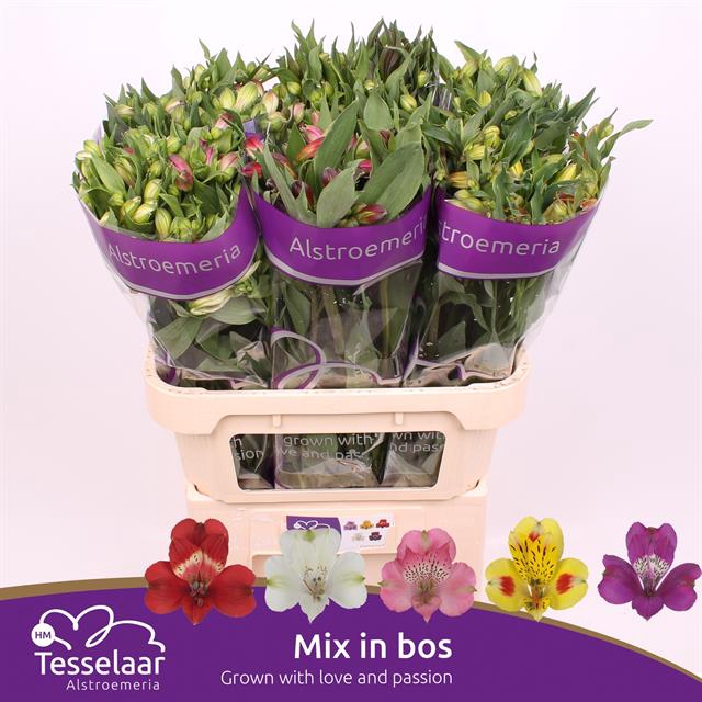 <h4>Alstroemeria mix rainbow</h4>