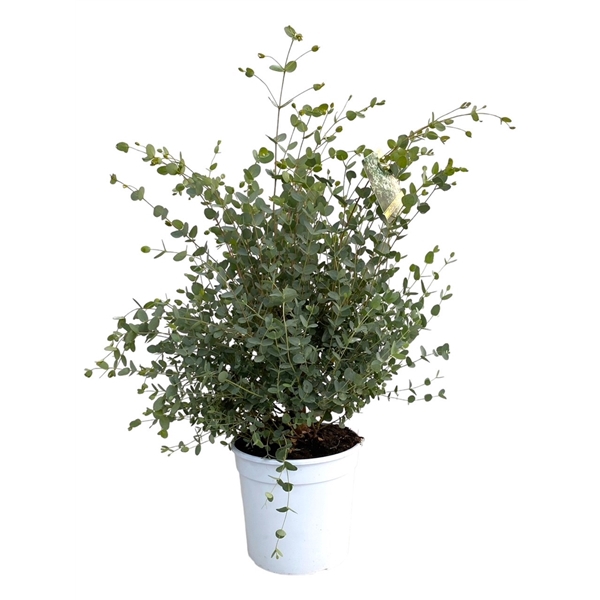 <h4>Eucalyptus gunnii</h4>
