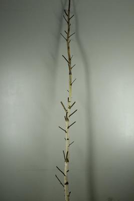 <h4>Birch Trunk Branched 240cm</h4>