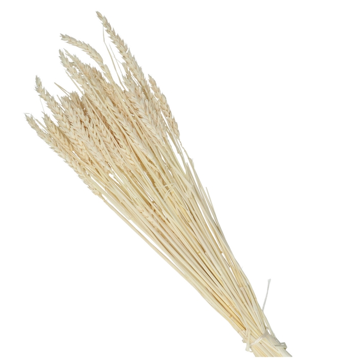 <h4>Droogbloem Tarwe 60-70cm</h4>