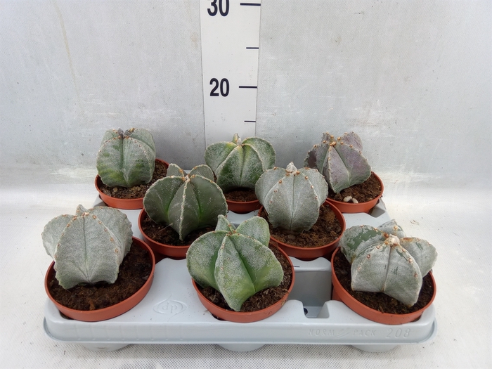 <h4>Astrophytum Myriostigma</h4>