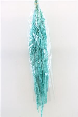 <h4>Pres Amaranthus Caud Aqua Blue Bunch</h4>