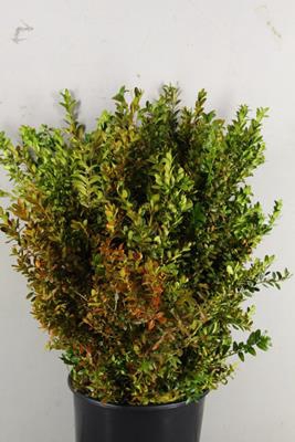 <h4>Buxus Red Bs 400g</h4>