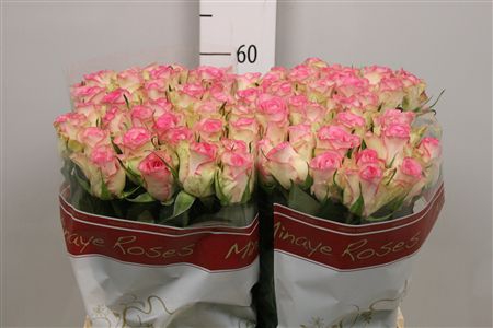 <h4>R Gr Lovely Jewel</h4>