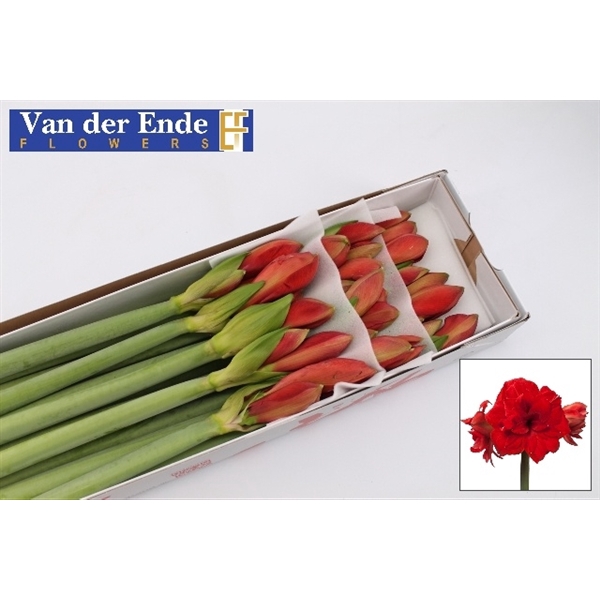 <h4>Hippeastrum double red glory</h4>