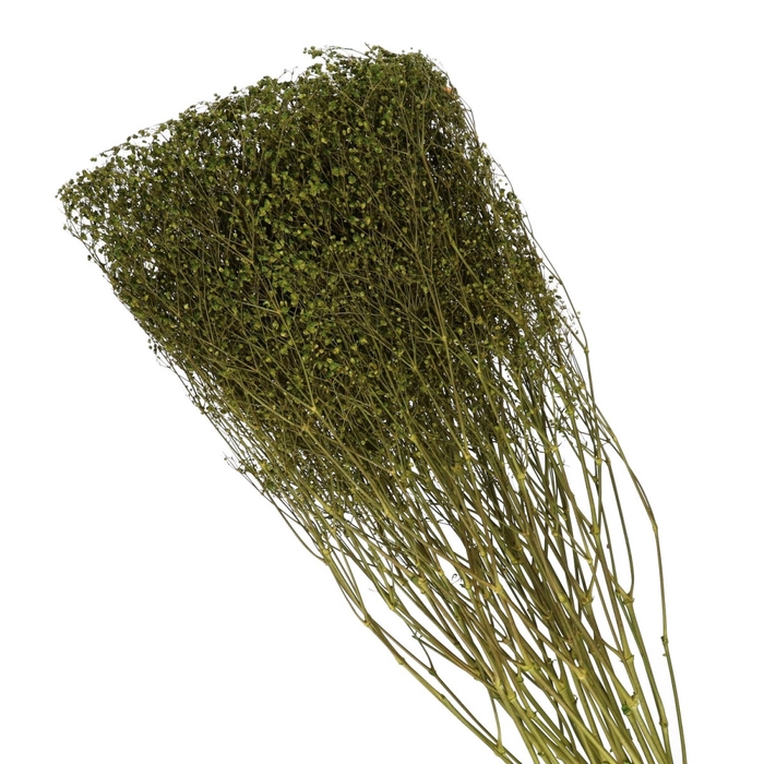 <h4>Droogbloem Gyps 70cm</h4>