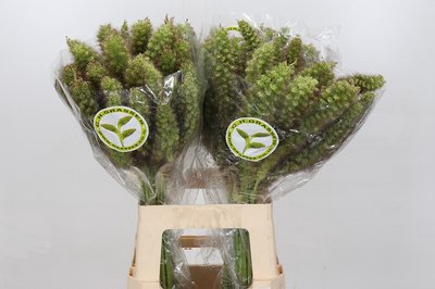 <h4>Setaria tomer</h4>