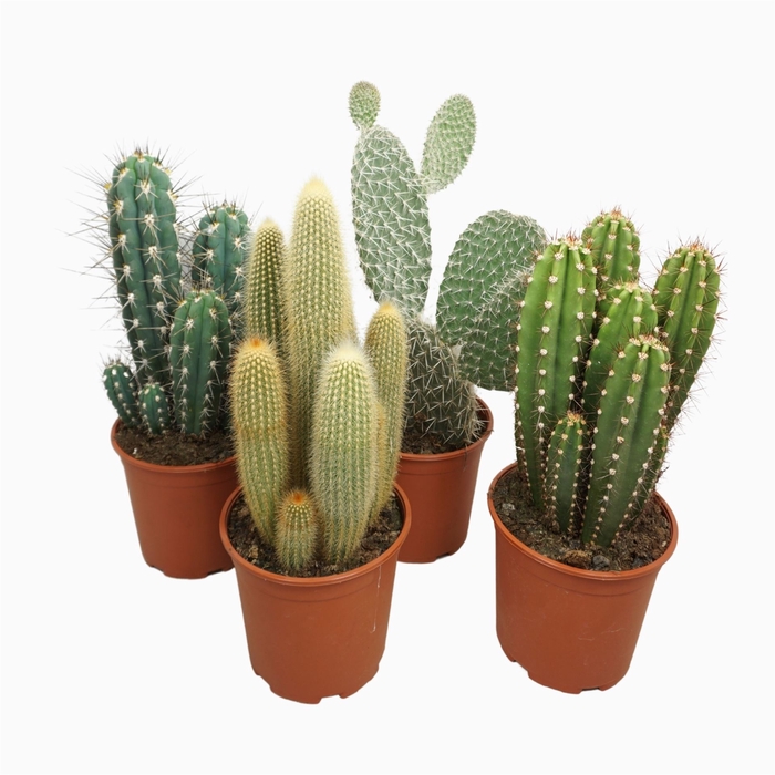 <h4>Cactus ...mix</h4>
