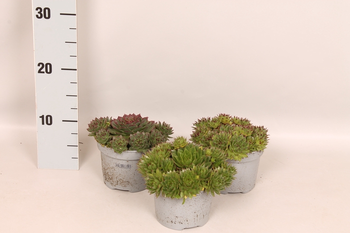 <h4>Overig 12 cm Sempervivum hybridum</h4>