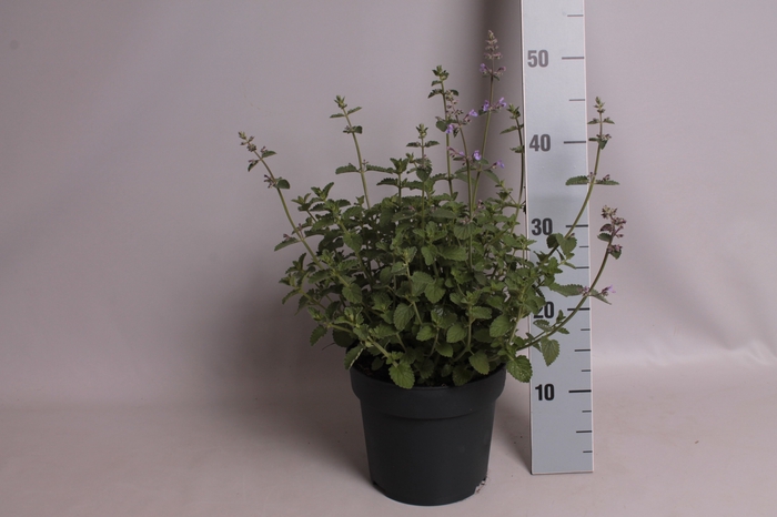 <h4>vaste planten 19 cm  Nepeta faassenii Walker`s Low</h4>