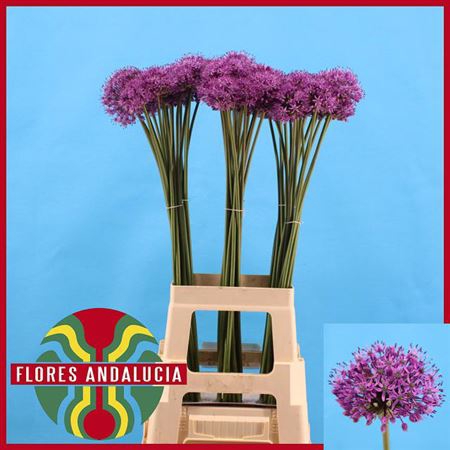 <h4>Allium Gladiator</h4>
