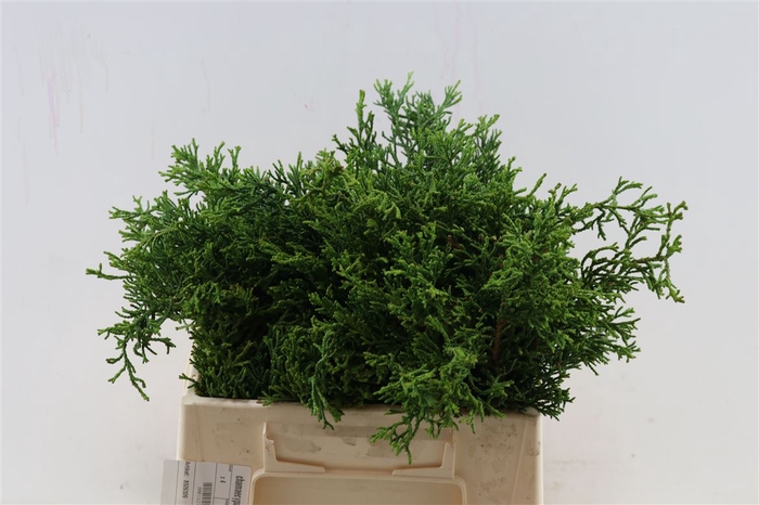 <h4>Chamaecyparis Obtusa Coralliformis</h4>