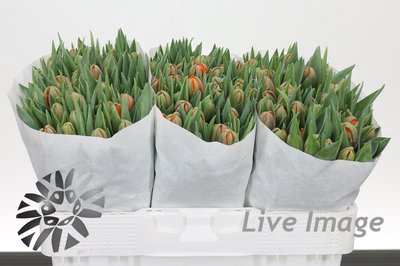 <h4>Tulipa do orange princess</h4>