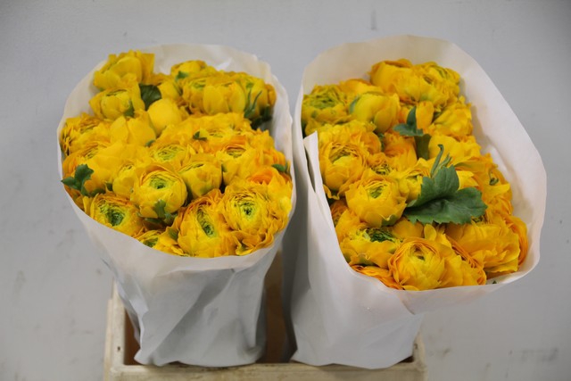 <h4>Ranunculus pon pon luna</h4>