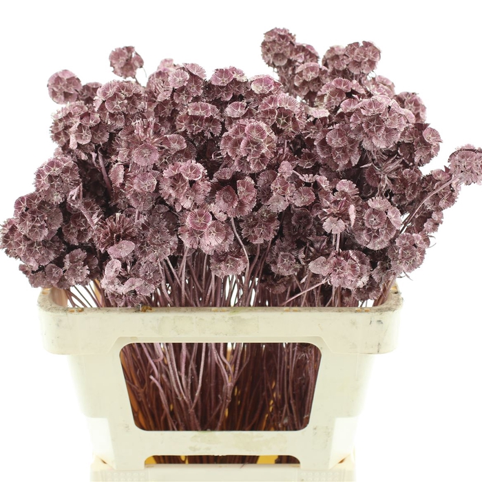 <h4>Dried Scabiosa Rose Goud</h4>