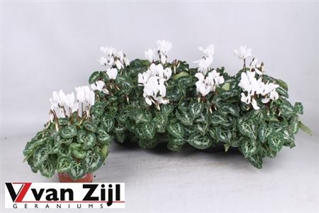 <h4>Cyclamen Kl Sup Carino Wit P10.5</h4>