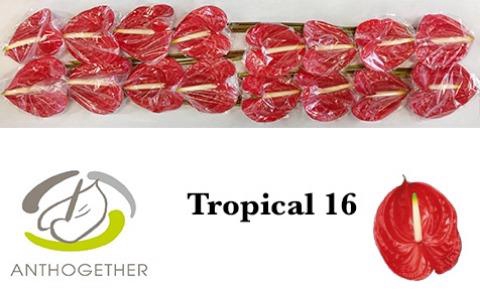 <h4>ANTH A TROPICAL</h4>