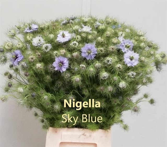 <h4>Nigella light blue per bunch</h4>